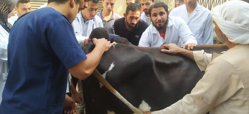 «الزراعة» تطلق قافلة بيطرية لعلاج مواشي صغار المربين بالمنيا