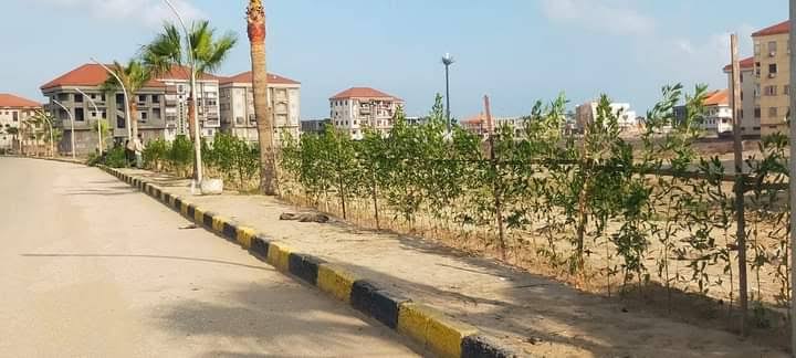 بعد توجيه رئيس الوزراء.. خبيرة تُعدد لـ «المصرية» فوائد التشجير