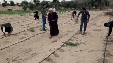 قوافل إرشادية لمزارعى المحاصيل الاستراتيجية بشمال سيناء