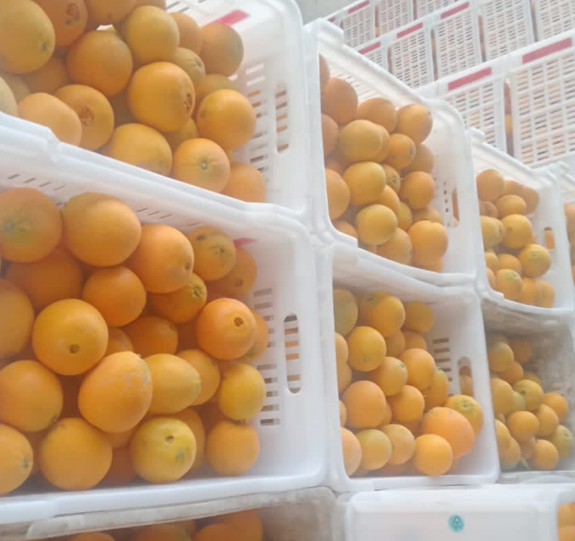 المحطات المعتمدة من الحجر الزراعي تستقبل شحنات البرتقال