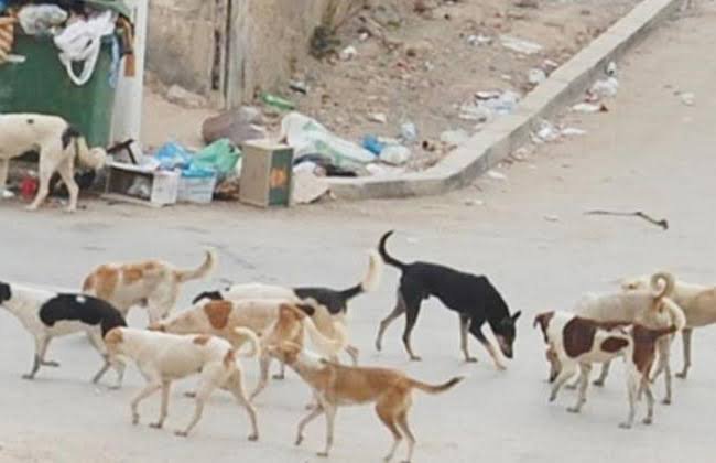 خطة لمواجهة ظاهرة انتشار الكلاب الضالة بأسيوط