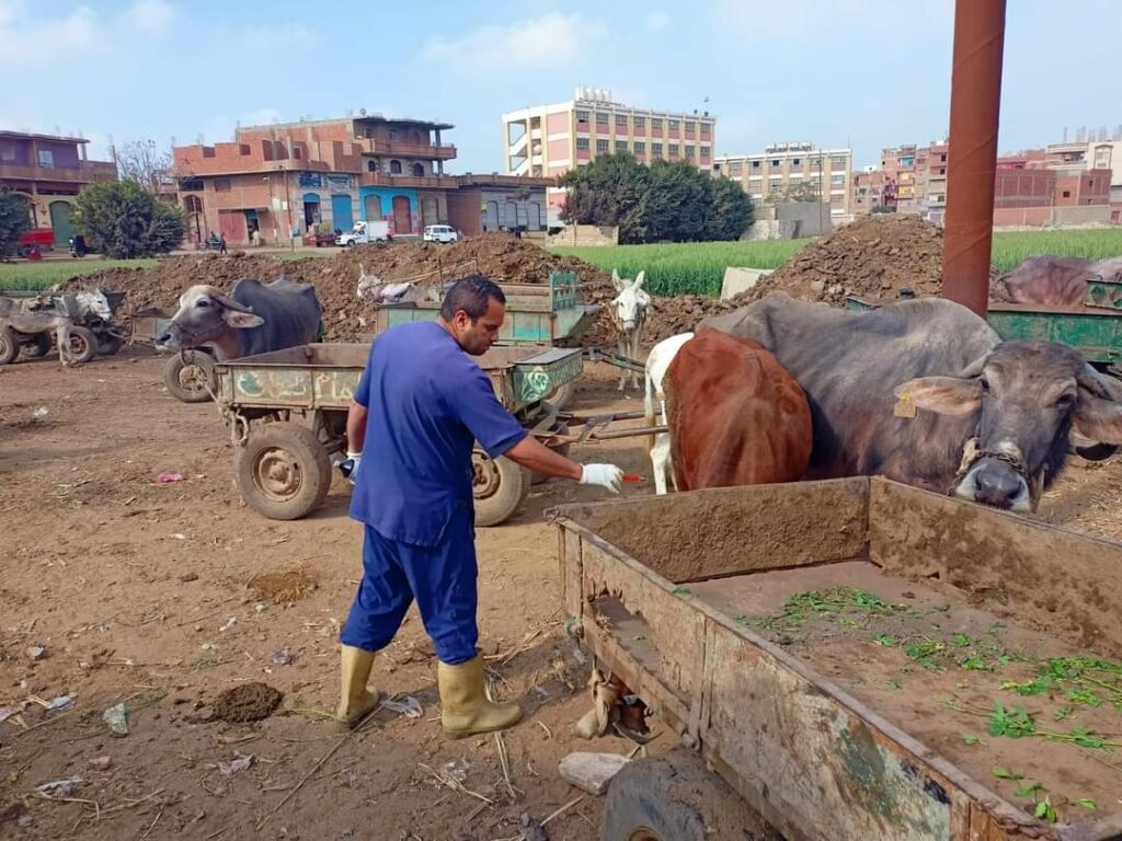 الزراعة : التناسليات الحيوانية ينظم قافلة بيطرية مجانية لمحافظة القليوبية 