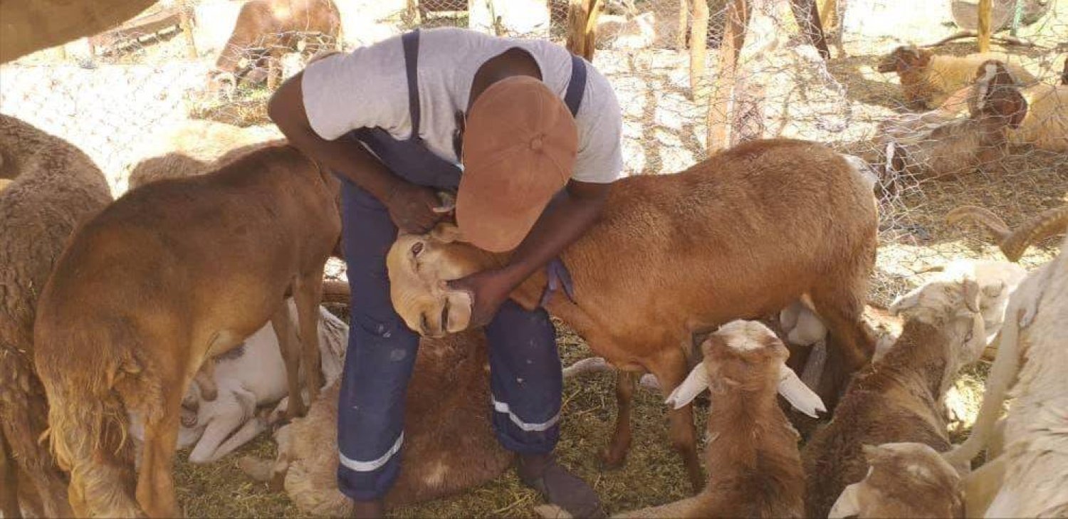 ليبيا تواجه «الحمى القلاعية» بإغلاق مزيد من أسواق الماشية