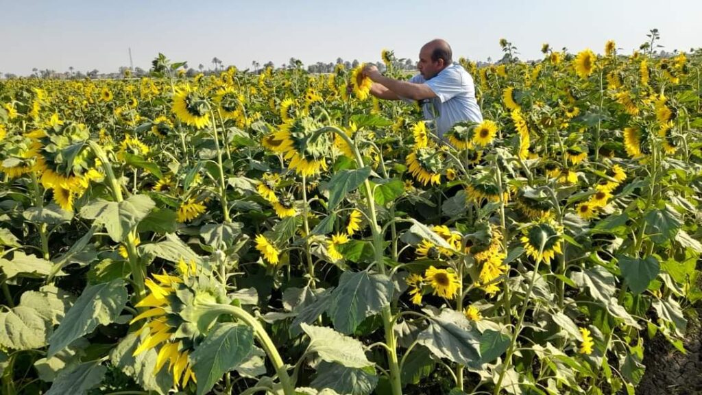 الزراعة: المركزية لفحص التقاوى تتابع المحاصيل الاستراتيجية