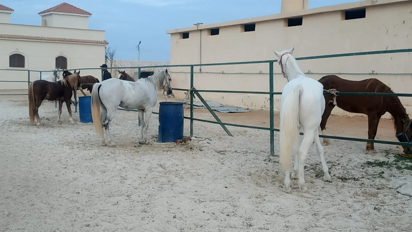 مزرعة خيول