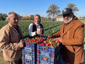 محررة المصرية تشارك في حصاد الفراولة 